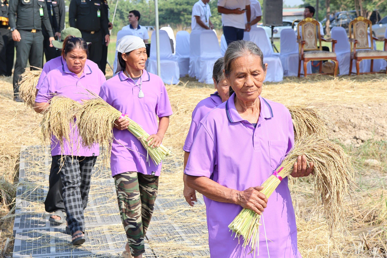 Organic Rice Field Project