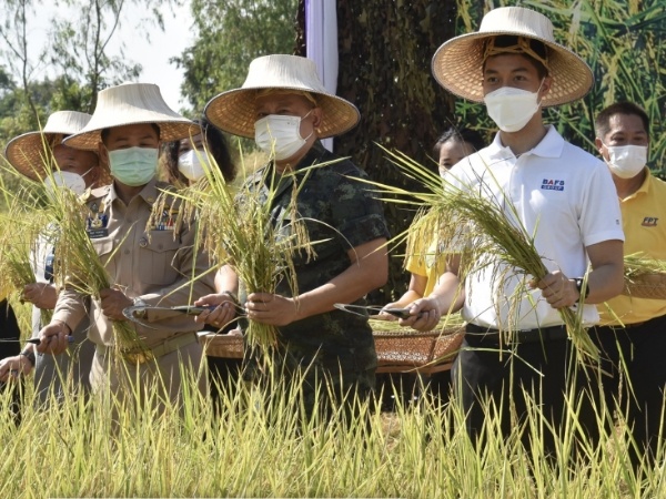 Organic Rice Farming Project